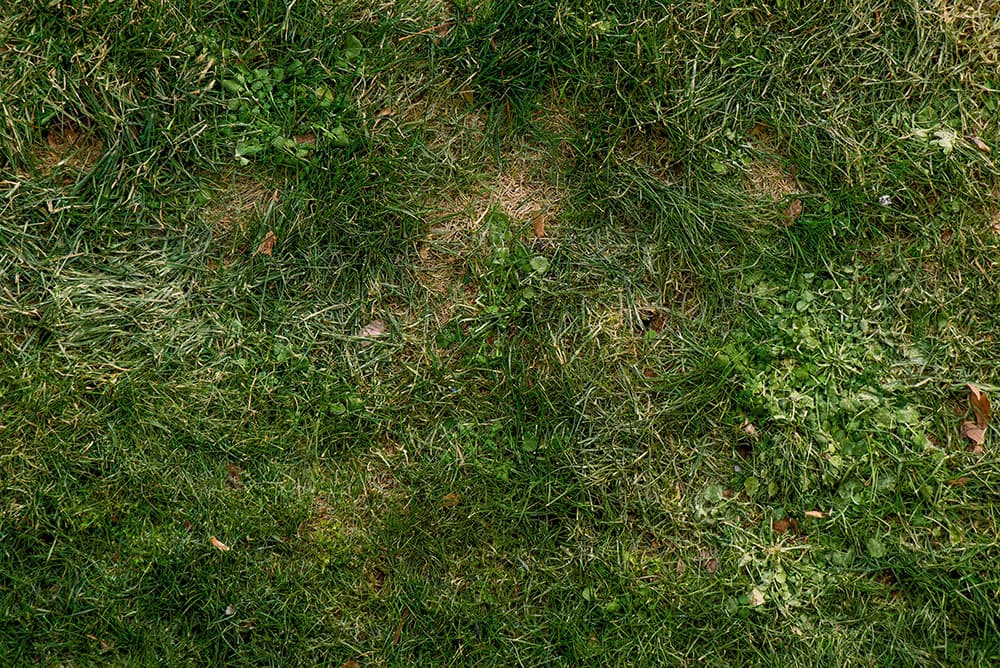 A close up of a green grass field