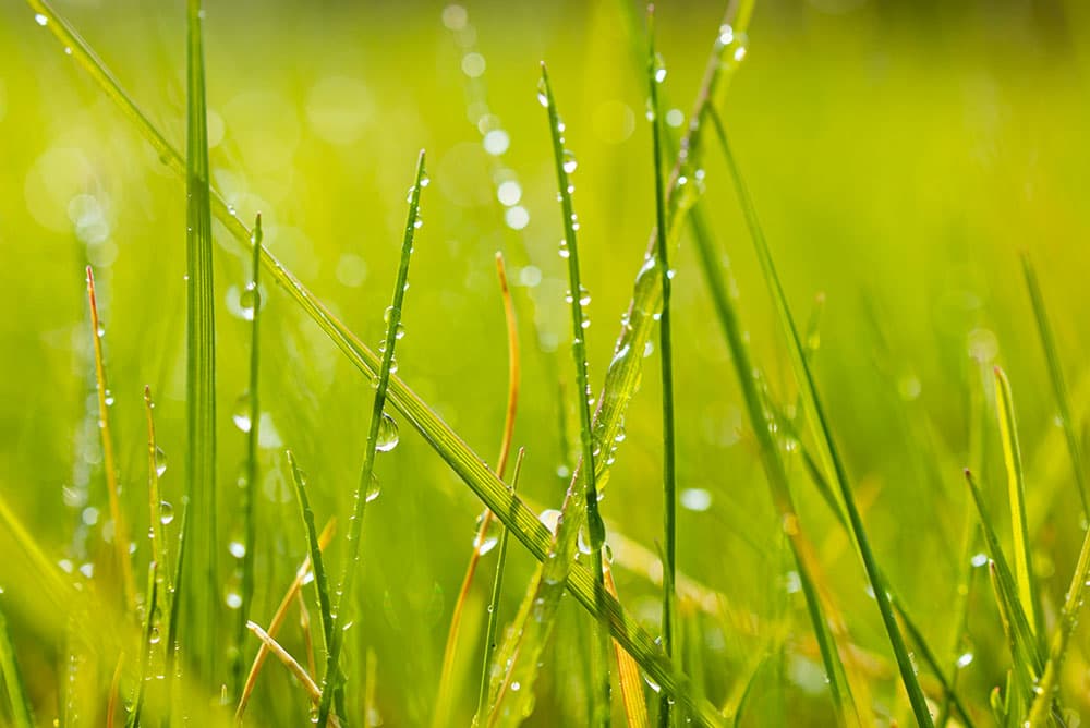 Close up of Dew on Grass