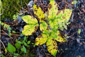 Close up of spotted leaves on a plant