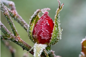 Rosebud in winter