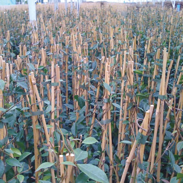 Bamboo Canes & Accessories