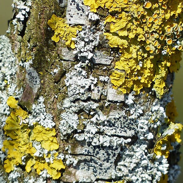 Moss & Algae Killers