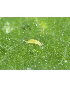 ABS Thrips Control (Up to 25m²)