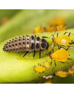 Aphid Control with Ladybird Larvae (Up to 20m²)