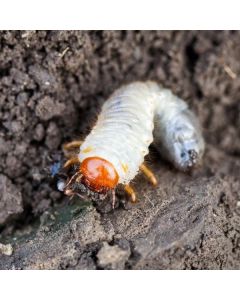 Chafer Grub Control Nematodes (Up to 10m²)