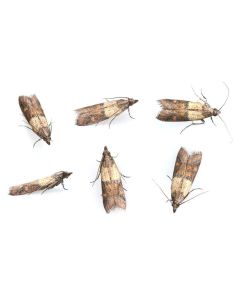 Clothes & Food Moth Control with T-gramma