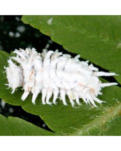 Cryptolaemus Mealybug Control (25 Bugs)