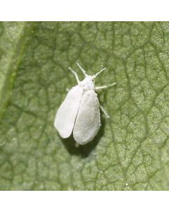 Encarsia Glasshouse Whitefly Control (Up to 100m²)