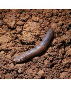 Leatherjacket Control Nematodes (Up to 10m²)