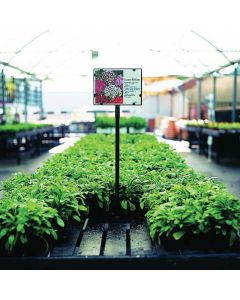 Flat Fixed Card Holder Stands - 8" x 6"