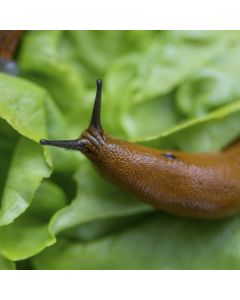 Slug Control Nematodes (40m²)