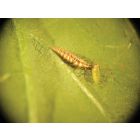 Aphid Control with Chrysopa (Up to 100m²)