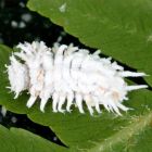 Cryptolaemus Mealybug Control (25 Bugs)
