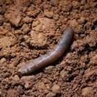 Leatherjacket Control Nematodes (Up to 100m²)