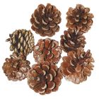 Natural Pine Cones - 10kg