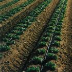 T-Tape - 16mm x 675m