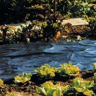 Black Mulch Film - 1.3m x 200m