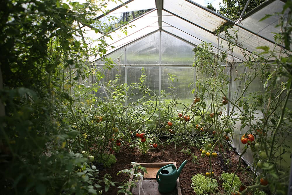 Greenhouse in spring