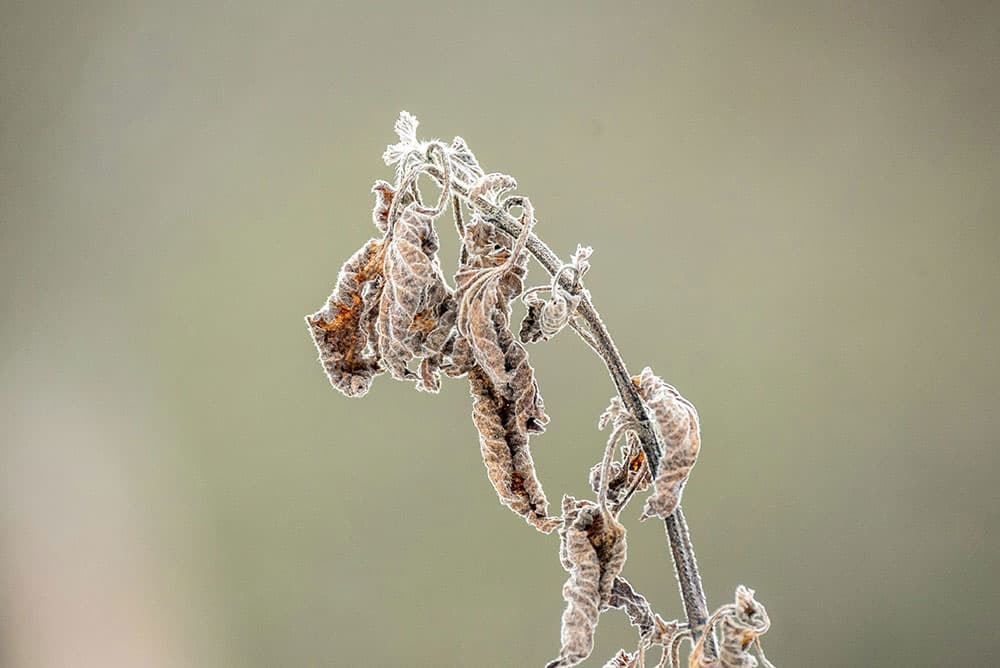 Close up of a plant with frost on it