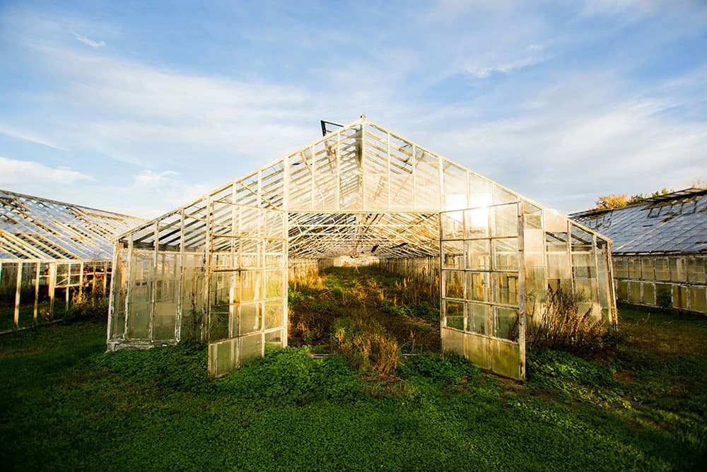 Greenhouse in summer