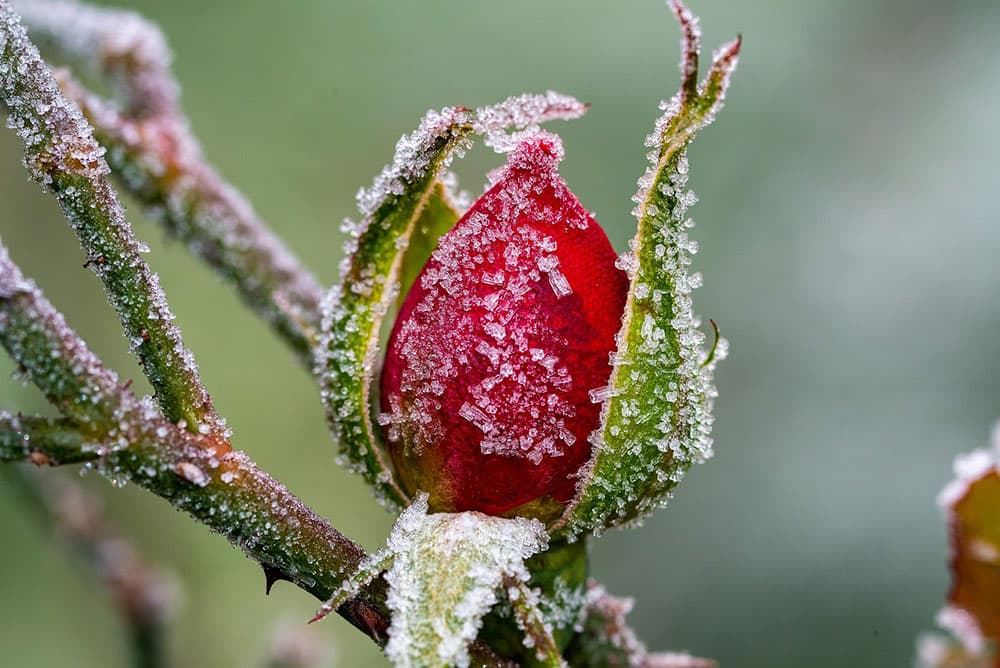 Rosebud in winter